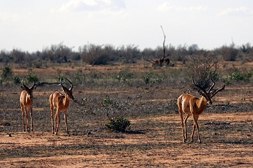 Kenia (301)